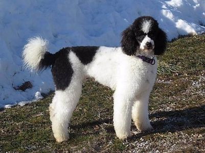 Standard Poodle Stud