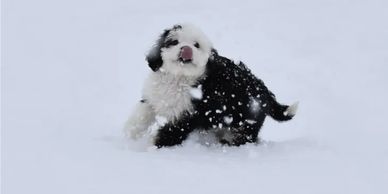 Mini Sheepadoodle