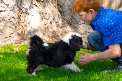 Sheepadoodle Playing With Young Boy