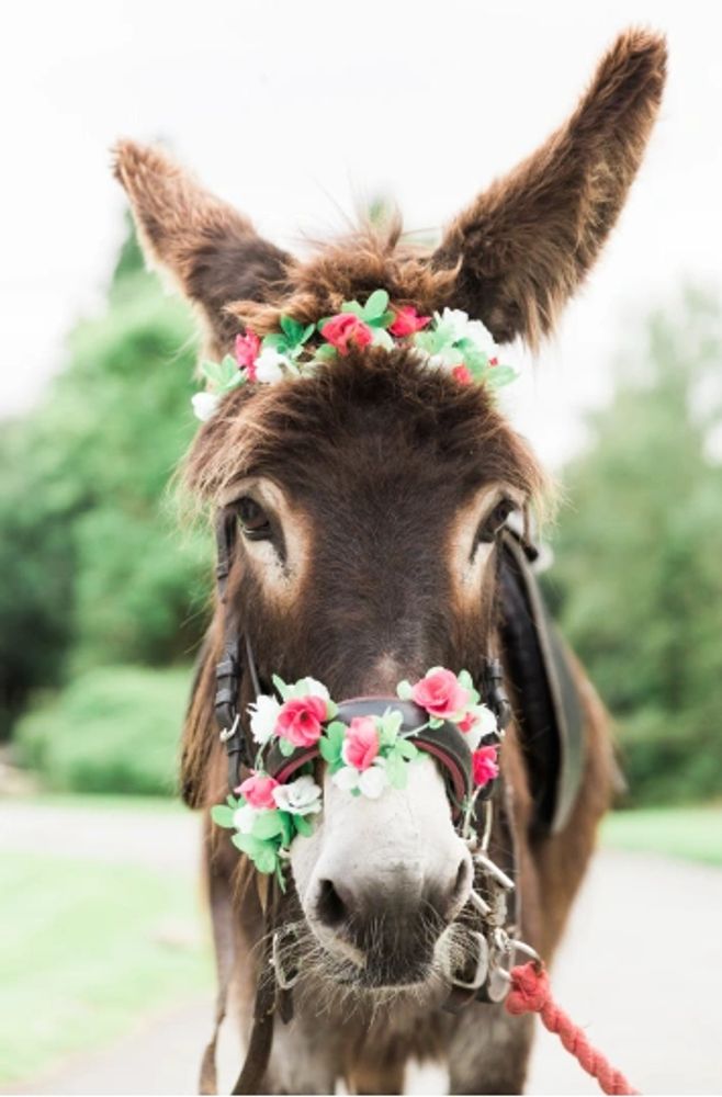 This beauty is out 3 year old miniature donkey born in TN.. she can't wait to visit you ❤