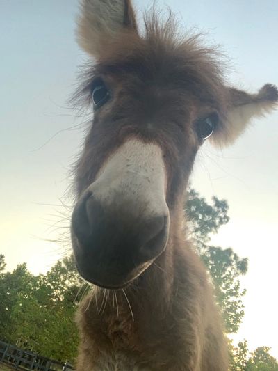 Wedding Donkeys and Beer Burros are curious little creatures!