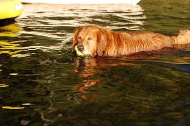 Golden Retriever ~ Our Beloved Dog