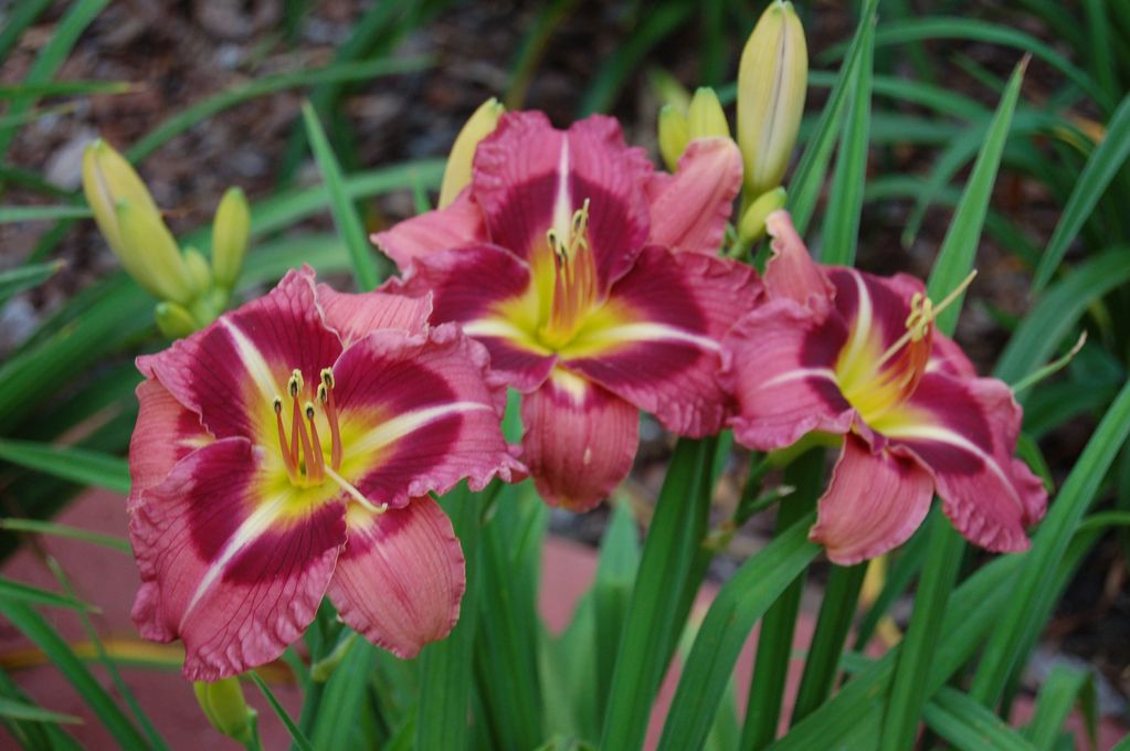 BILLINDA DAYLILY GARDEN