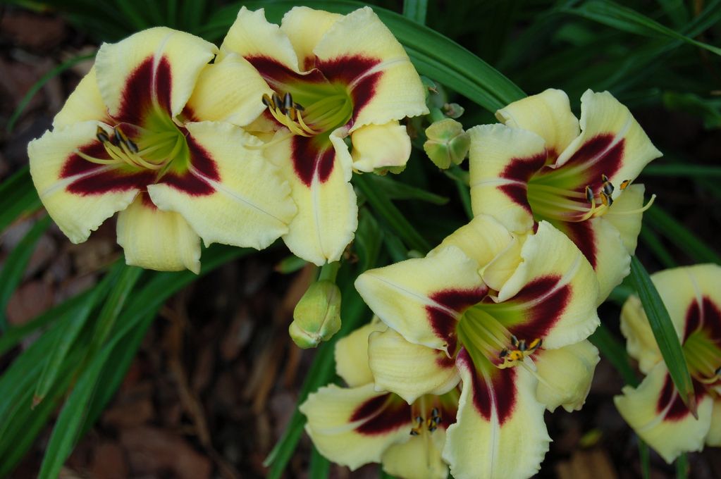 BILLINDA DAYLILY GARDEN