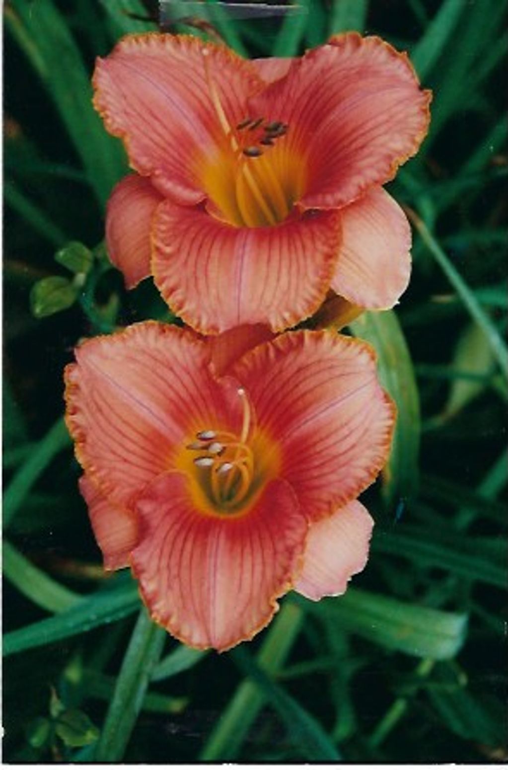 BILLINDA DAYLILY GARDEN