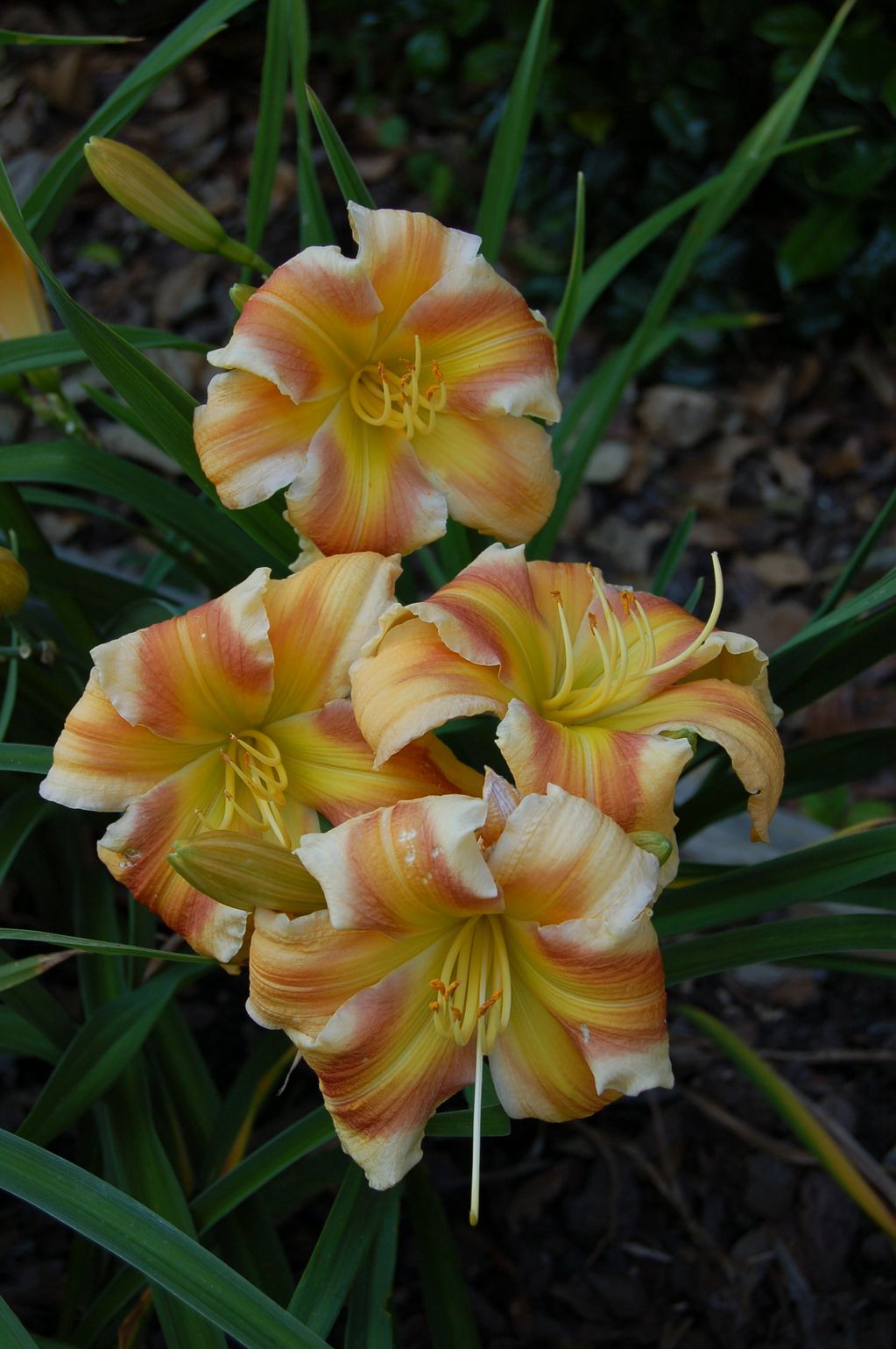 BILLINDA DAYLILY GARDEN