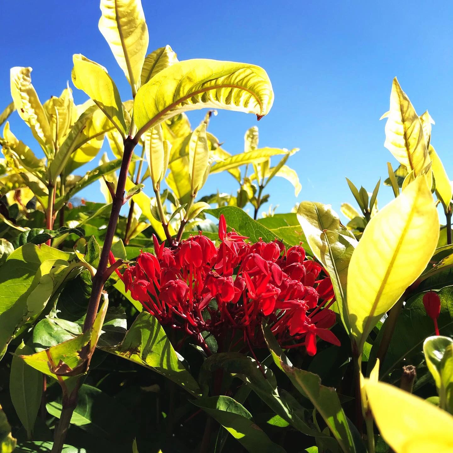 Flowers and leaves against blue sky - book now