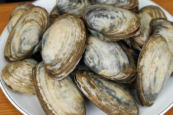 Steamer Clams