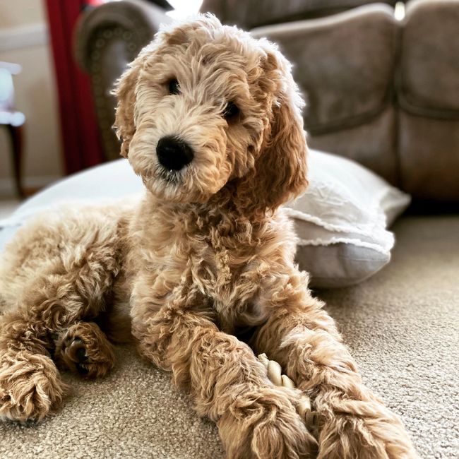 Adoption Information | Must Love Doodles