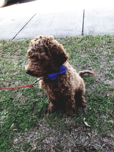 F1b Goldendoodle Puppy
