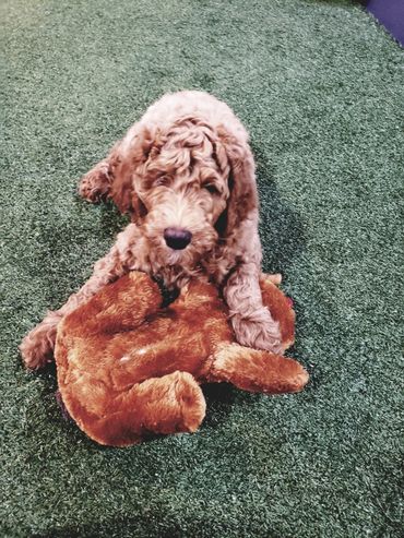 F1b Goldendoodle Puppy