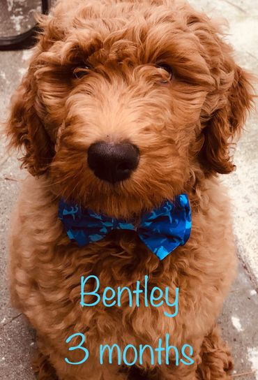 F1b Goldendoodle Puppy