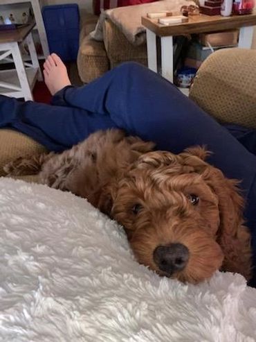 F1b Goldendoodle Puppy