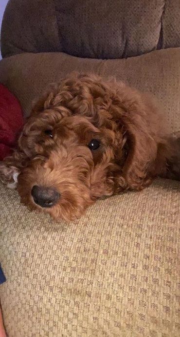F1b Goldendoodle Puppy