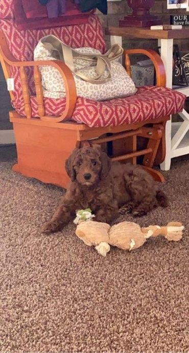 F1b Goldendoodle Puppy