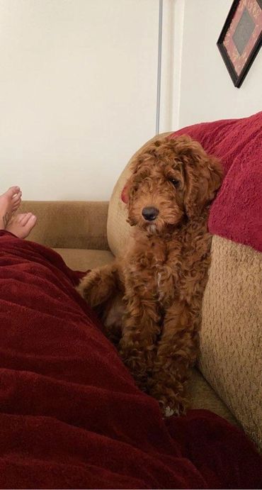 F1b Goldendoodle Puppy