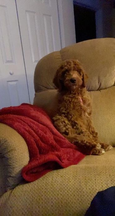 F1b Goldendoodle Puppy
