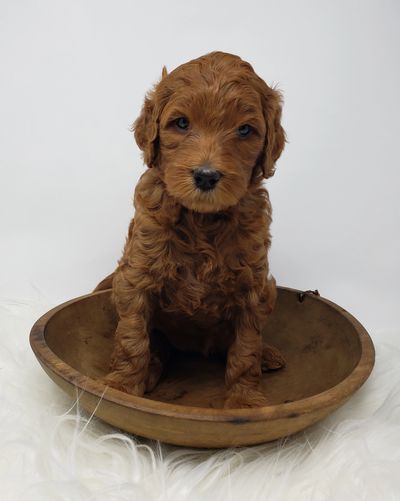 F1b Labradoodle Puppy