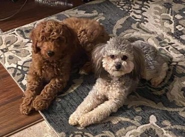 F1b Goldendoodle Puppy