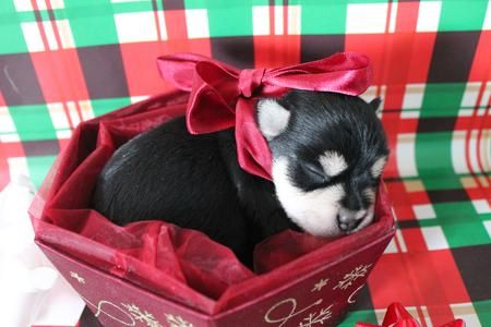 orton noble schnauzers