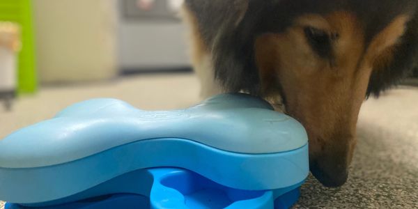 The Best Interactive Dog Toys in 2022 - SitStay