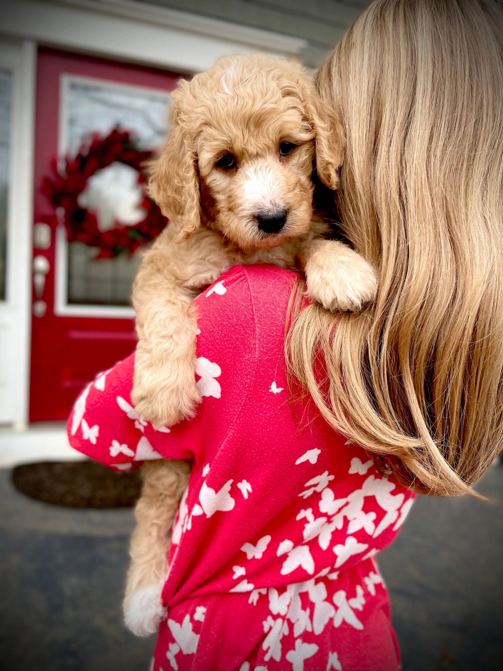 Puppies Raised With Love