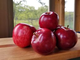 Williams Pride apples, organic apples, apple pie apples