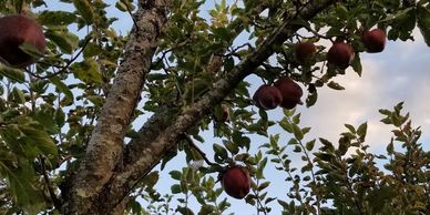 Red Delicious apples