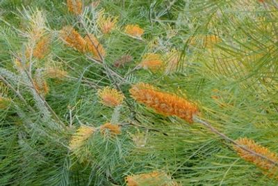 Grevillea Honey Gem