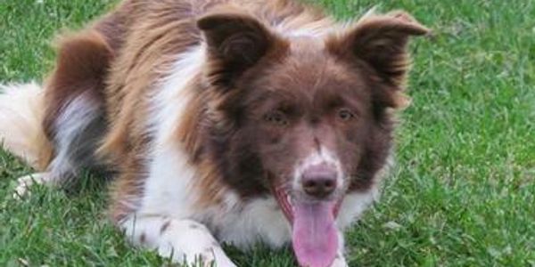 Southview border sale collies