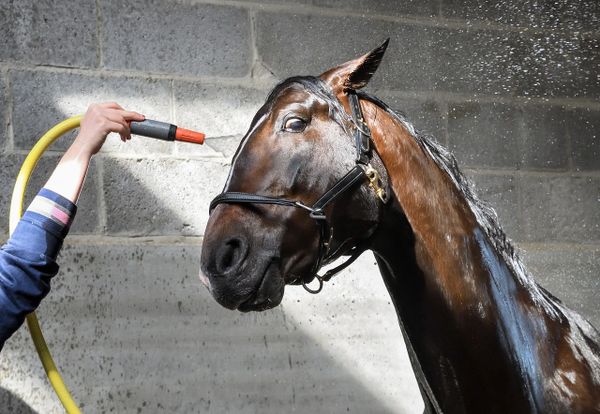 Horse wash deals