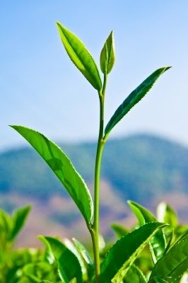 Tea Tree essential oil 1/2 oz