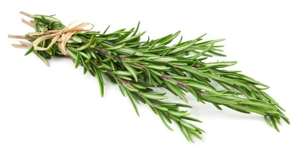 Rosemary essential oil 1/2 oz