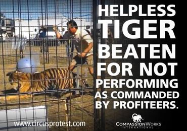 helpless tiger beaten for not performing in a circus