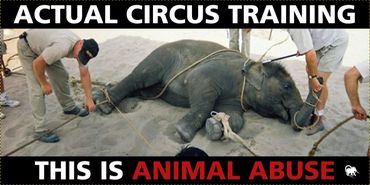 elephant training for circuses is animal abuse
