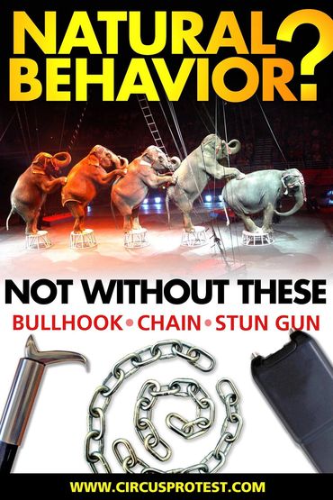 wild animals performing in circuses is not natural behavior