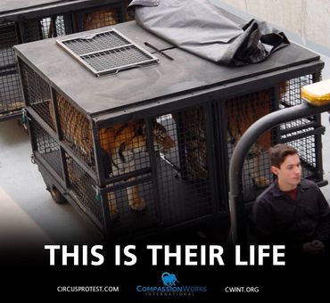 circus tigers spend their life in a cage in a truck