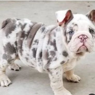 Sell Bulldogs Exotic Bully Directory Register your Kennel & Bully Puppies Exotic Bully Registration 