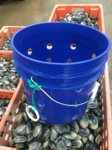 Clam Bucket with Lid