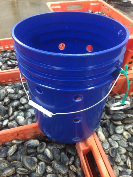 Clam Bucket with Lid