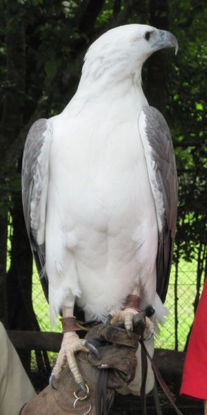 White Bellied Sea Eagle Cross Stitch Kit