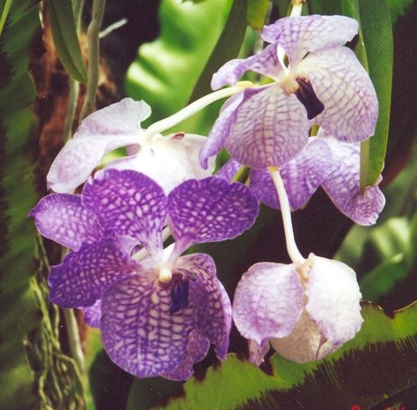 Orchid Counted Cross Stitch