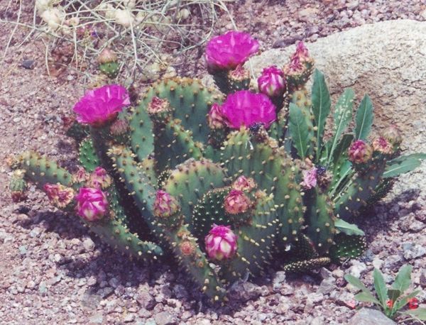 Flowering Cactus Counted Cross Stitch