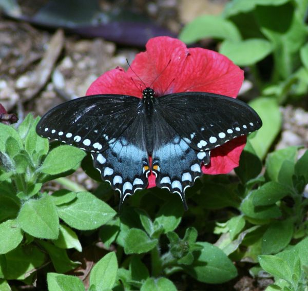 Spicebush Swallowtail Butterfly Counted Cross Stitch Kit