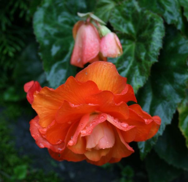 Begonia