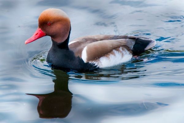 Brown Dutch Duck