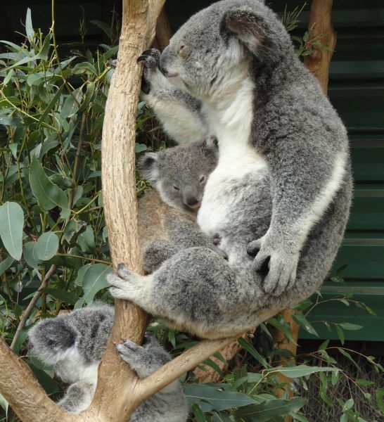 Koala Family Counted Cross Stitch