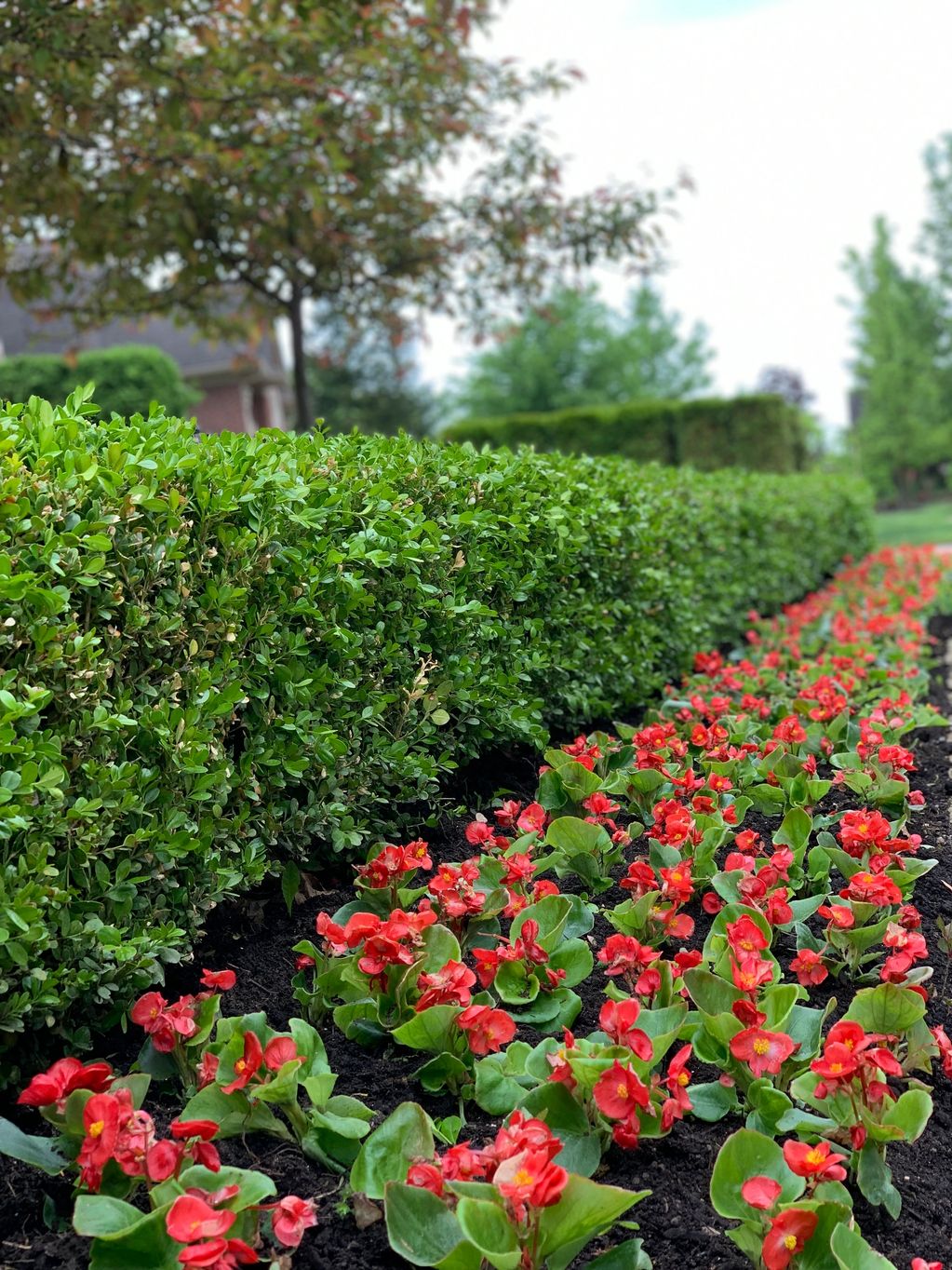 Green Gem Boxwoods with red begonia annuals