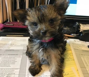 Loki is helping mom at the computer.