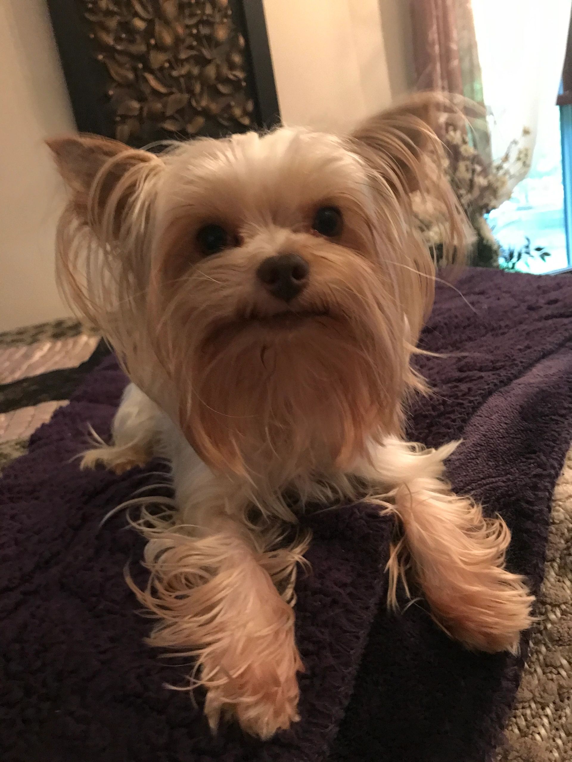 Yorkie Stud Service, Artificial Insemination